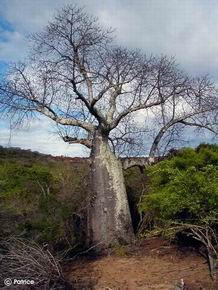 Adansonia madagascariensis