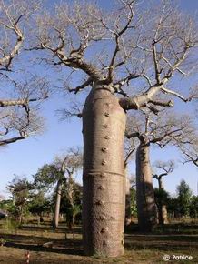 Adansonia rubrostipa