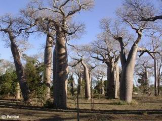 Adansonia rubrostipa