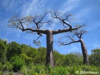 Adansonia suarezensis