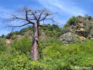 Adansonia suarezensis