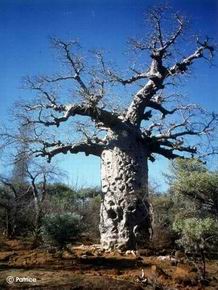 Adansonia za