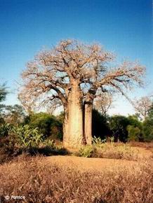 Adansonia za