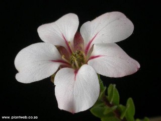 Adenandra uniflora