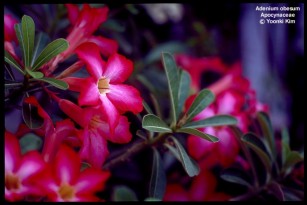 Adenium obesum var. obesum