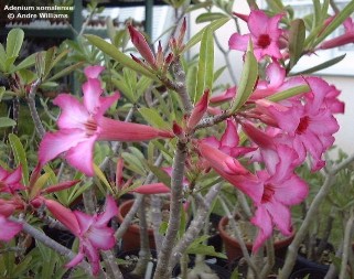 Adenium somalense