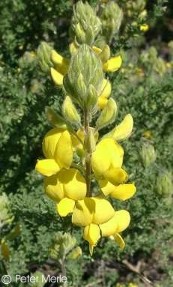 Adenocarpus foliosus