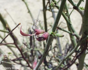 Adenolobus gariepensis