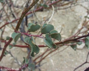 Adenolobus pechuellii