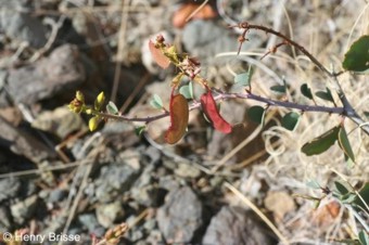 Adenolobus pechuellii