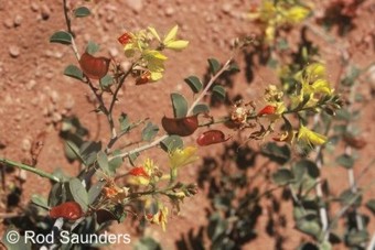 Adenolobus pechuellii