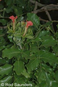 Afzelia quanzensis