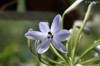 Agapanthus africanus