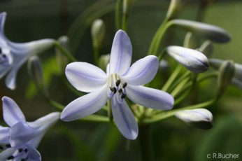 Agapanthus africanus