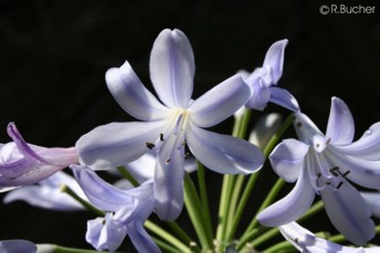 Agapanthus africanus