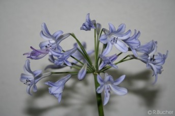 Agapanthus africanus