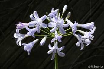 Agapanthus africanus