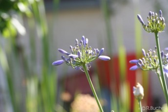 Agapanthus africanus