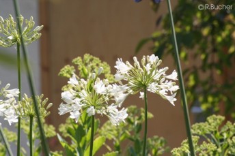 Agapanthus africanus 'alba'