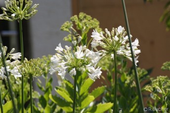 Agapanthus africanus 'alba'