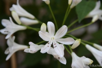 Agapanthus africanus 'alba'