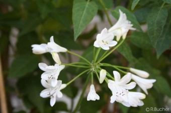 Agapanthus africanus 'alba'