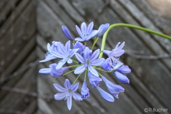 Agapanthus campanulatus