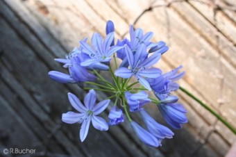 Agapanthus campanulatus