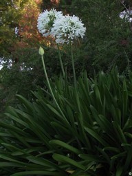 Agapanthus praecox ssp. minimus