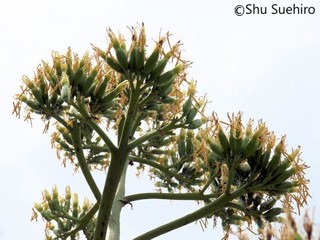 Agave americana