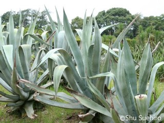 Agave americana