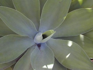 Agave attenuata