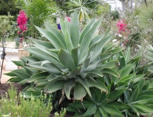 Agave attenuata