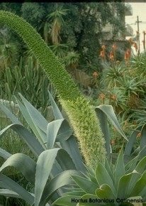 Agave attenuata