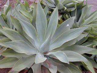 Agave attenuata