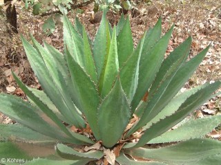 Agave cupreata