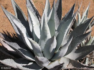 Agave deserti