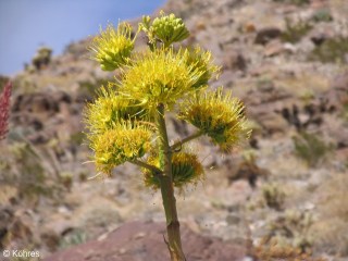 Agave deserti