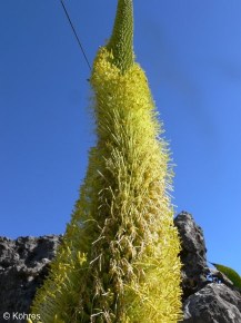 Agave ellemeetiana