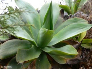 Agave ellemeetiana