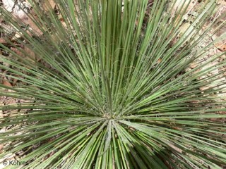 Agave geminiflora