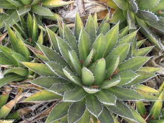 Agave ghiesbreghtii