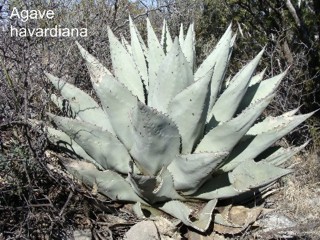 Agave havardiana