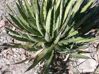 Agave lechuguilla