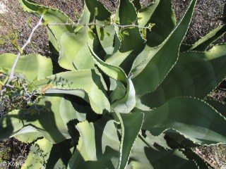 Agave marmorata