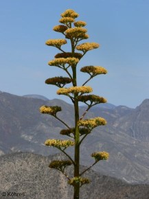 Agave marmorata