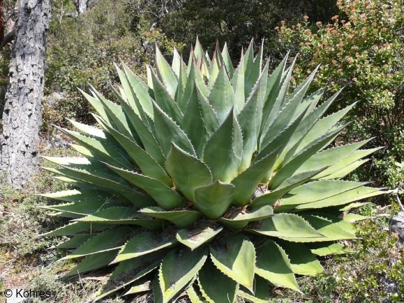 Exotische Nutz und Zierpflanzen Agave montana