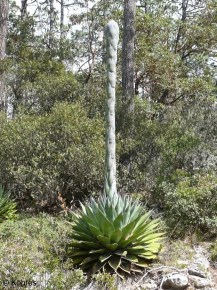 Agave montana