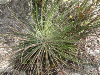 Agave ornithobroma