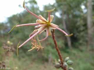 Agave ornithobroma